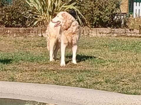 Adotta il cane Nebbia a Mantova