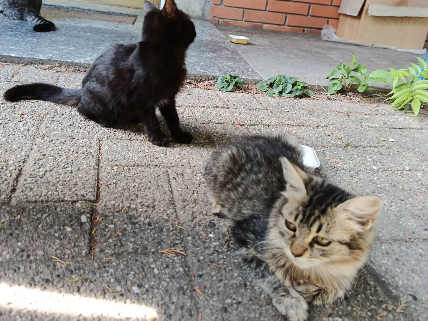 Adotta un gatto, femmina, 5 mesi, Verbano