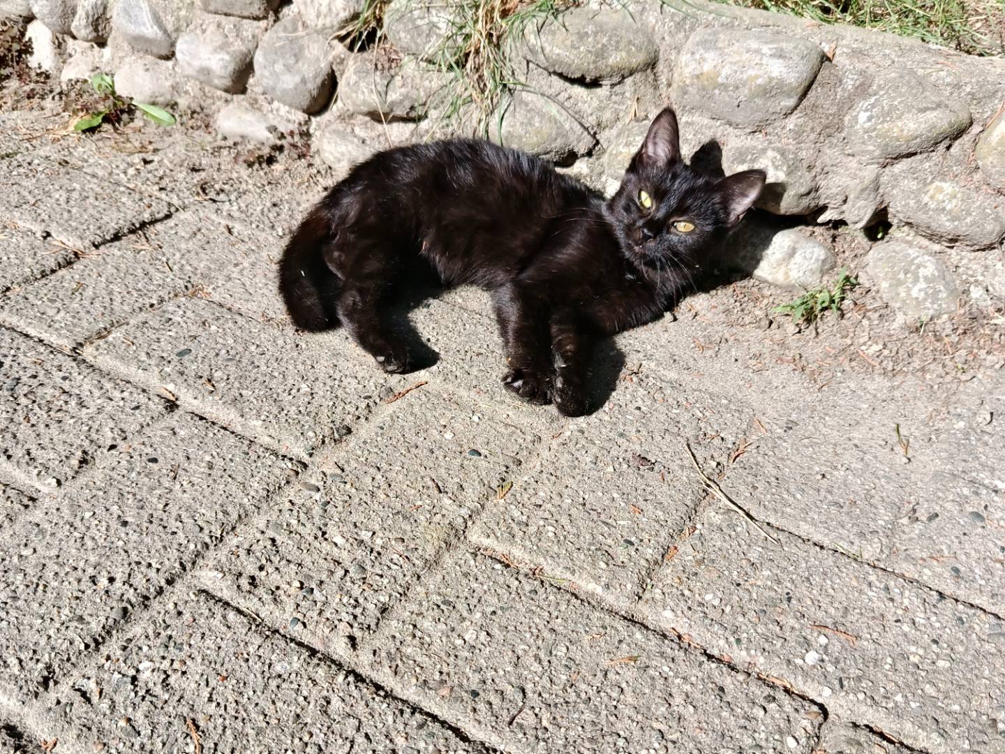 Adotta un gatto, taglia non valida, femmina, Verbano