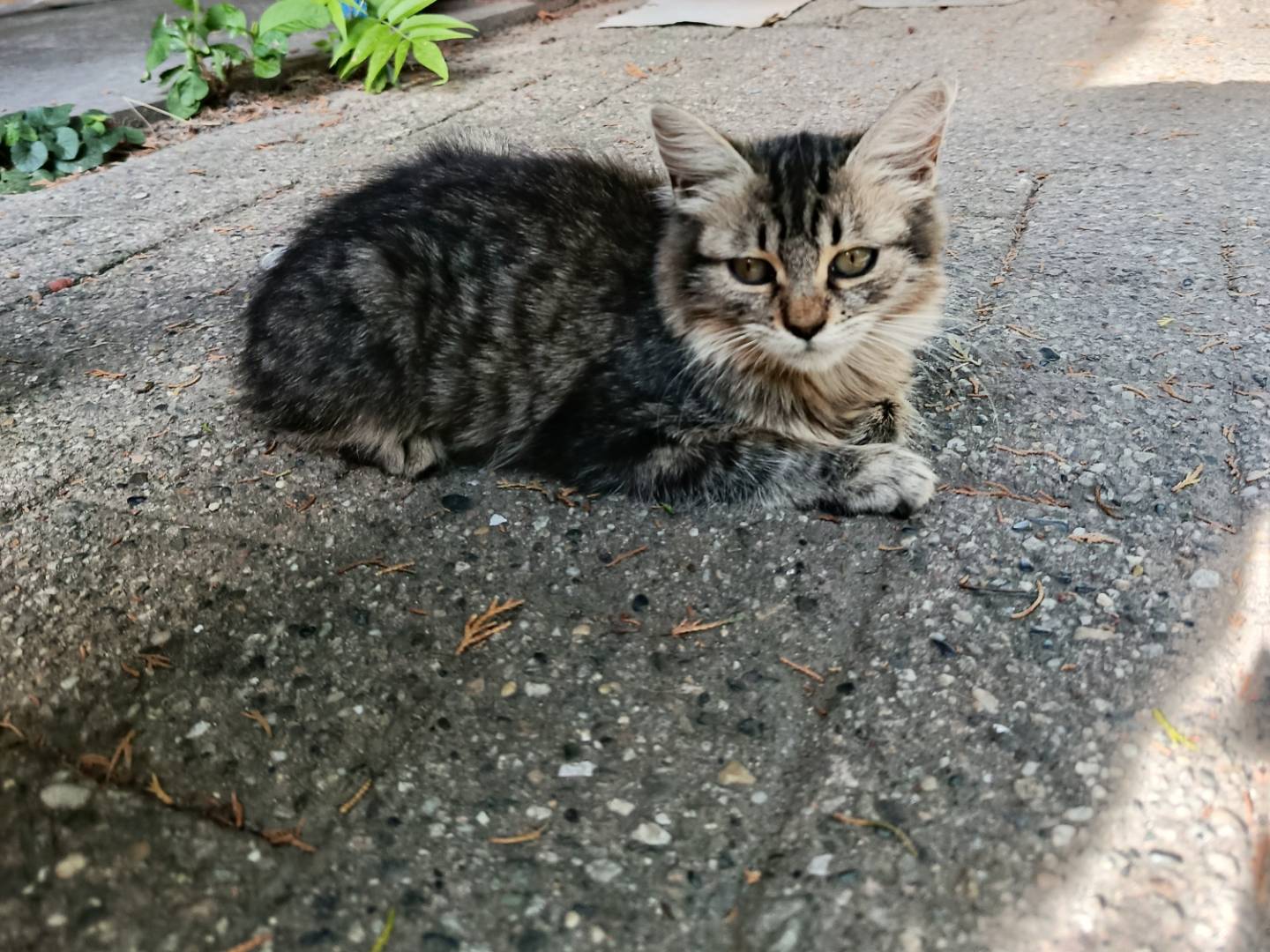 Vuoi adottare un gatto a Verbano?