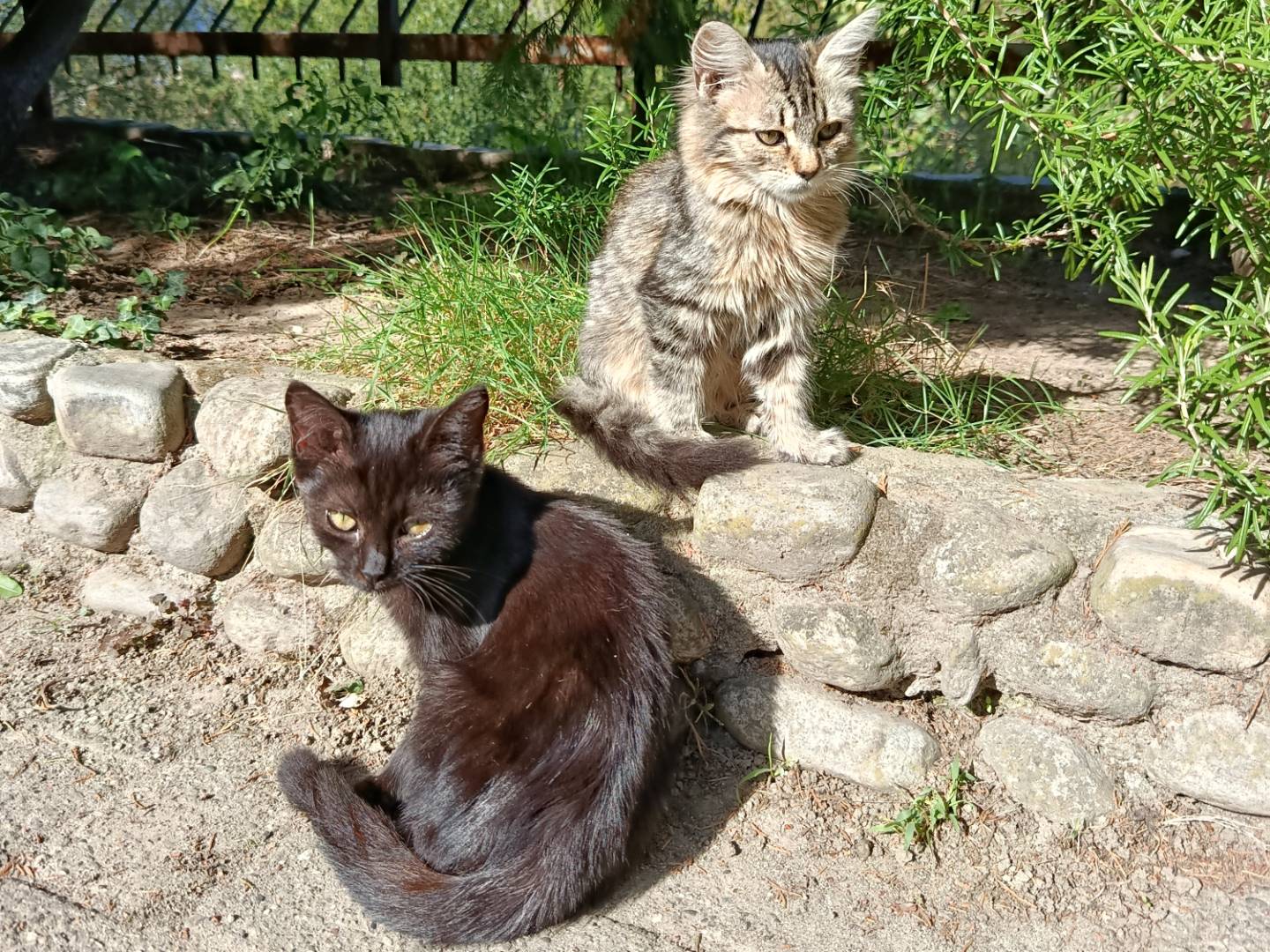 Adozione gatto, femmina, Razza sconosciuta Razza sconosciuta, 5 mesi, taglia non valida, Verbano