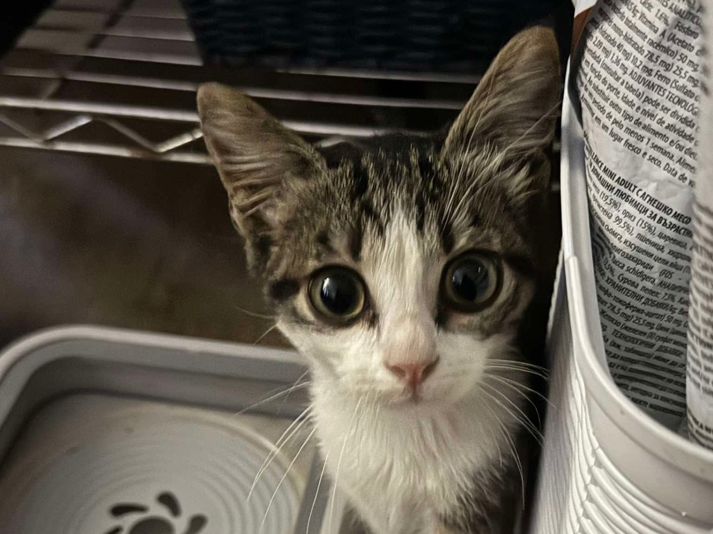 Adozione gatto, maschio, Razza sconosciuta Razza sconosciuta, 3 mesi, taglia non valida, Torino