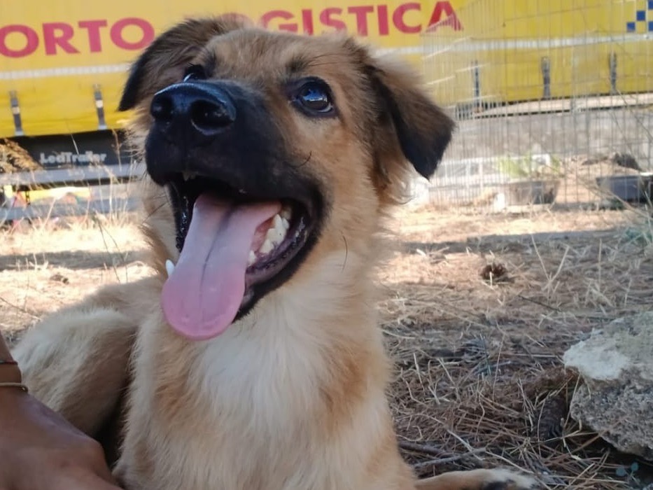 Adotta un cane, maschio, 5 mesi, Crotone