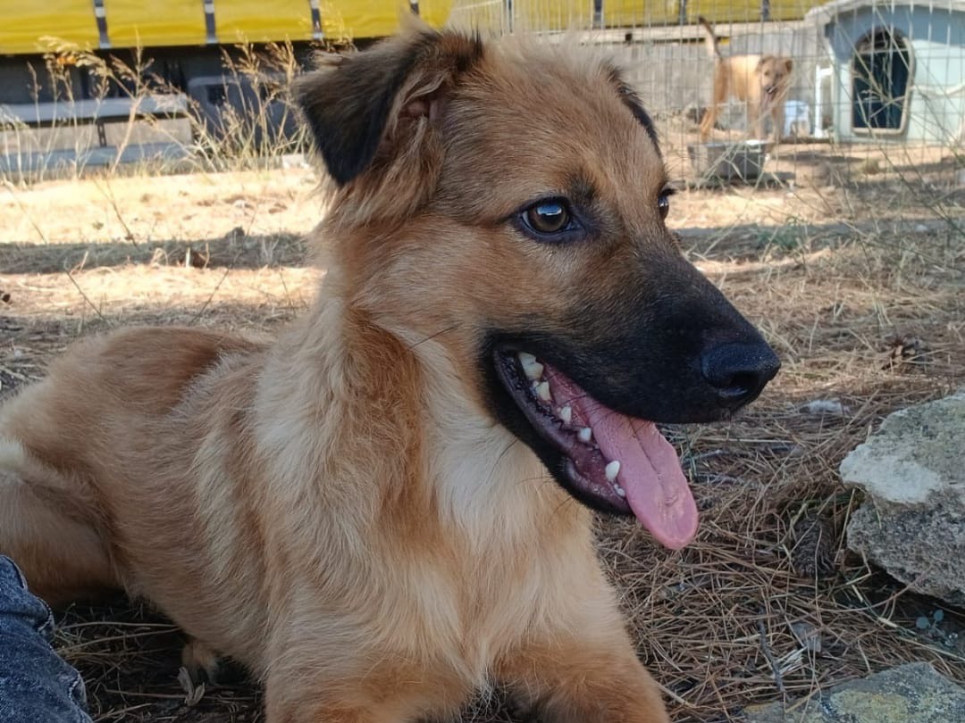 Adotta un cane, taglia media, maschio, Crotone