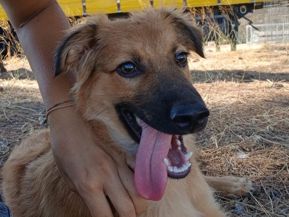 Vuoi adottare un cane a Crotone?