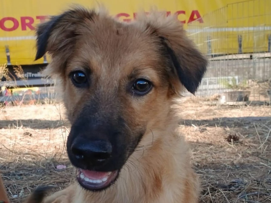 Adozione cane, maschio, Razza sconosciuta Razza sconosciuta, 5 mesi, taglia media, Crotone