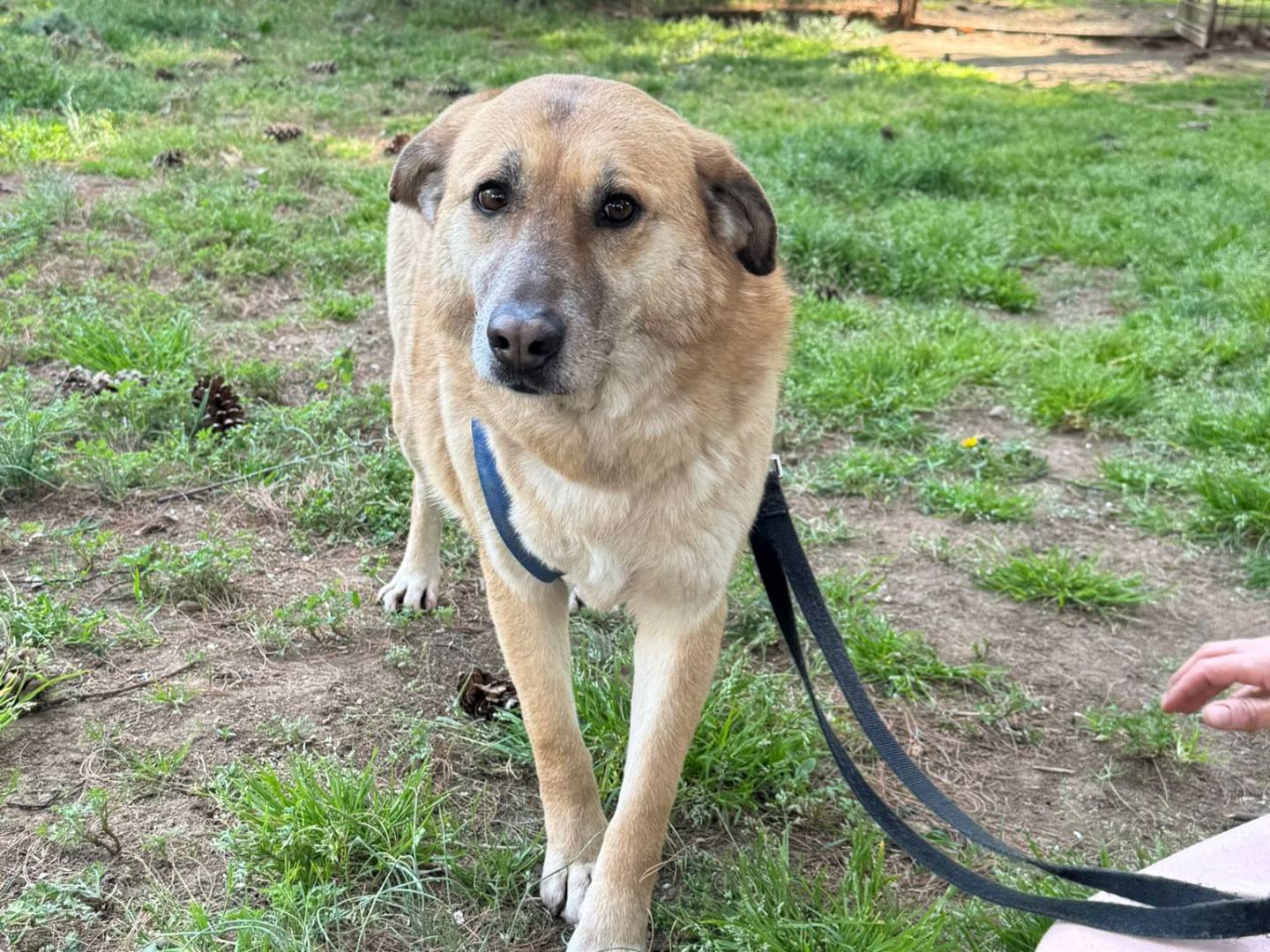 Adozione cane, femmina, Razza sconosciuta Razza sconosciuta, 5 anni e 3 mesi, taglia media, Milano