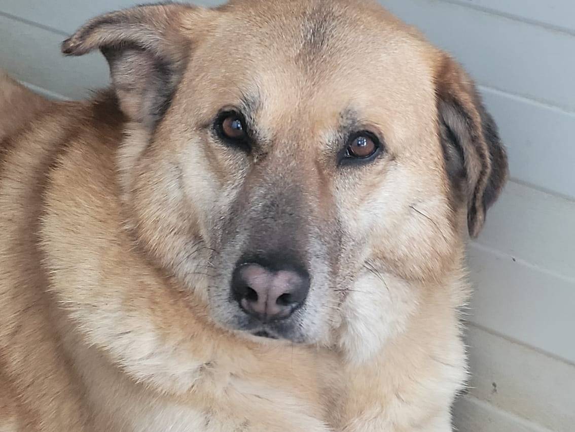 Adotta un cane, femmina, 5 anni e 3 mesi, Milano