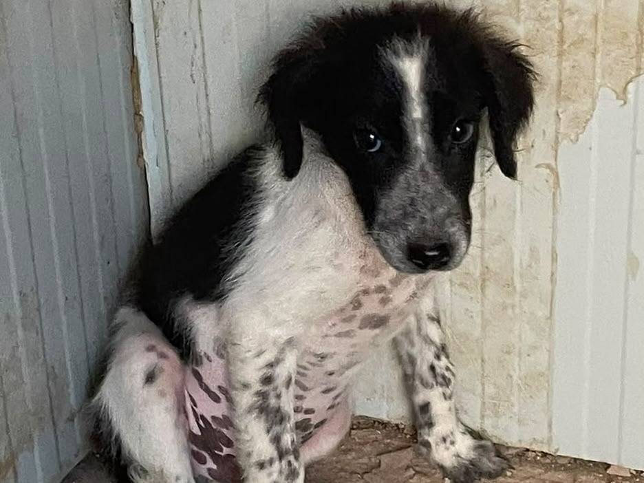 Vuoi adottare un cane a Frosinone?