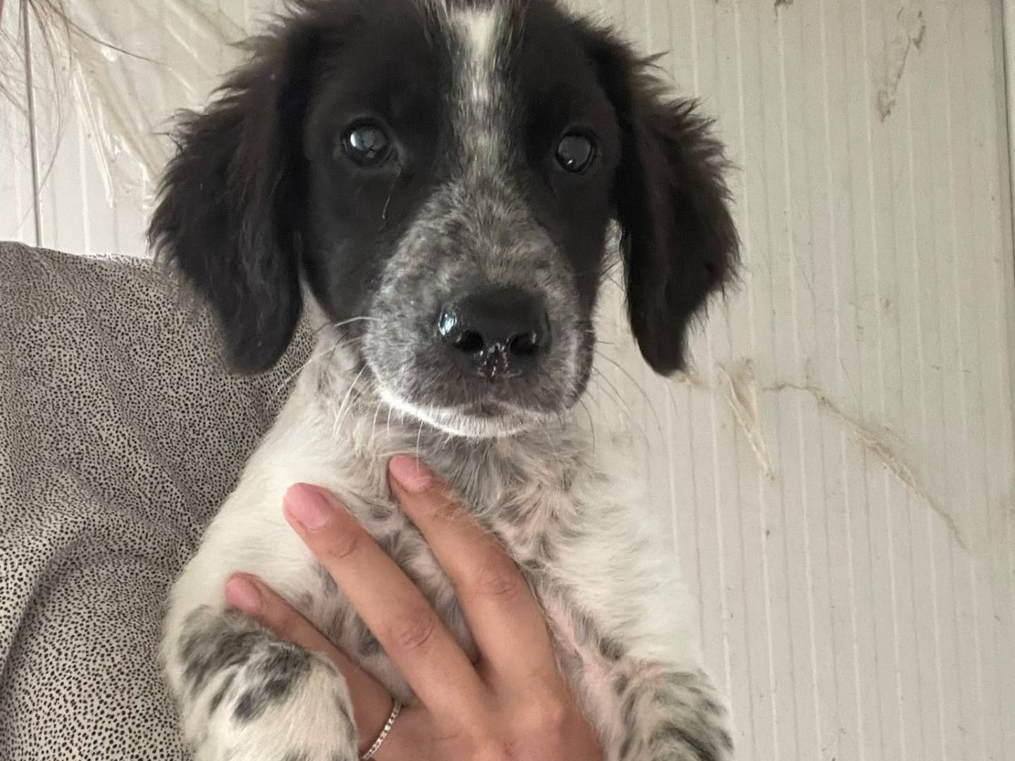 Adotta il cane BERNIE a Frosinone