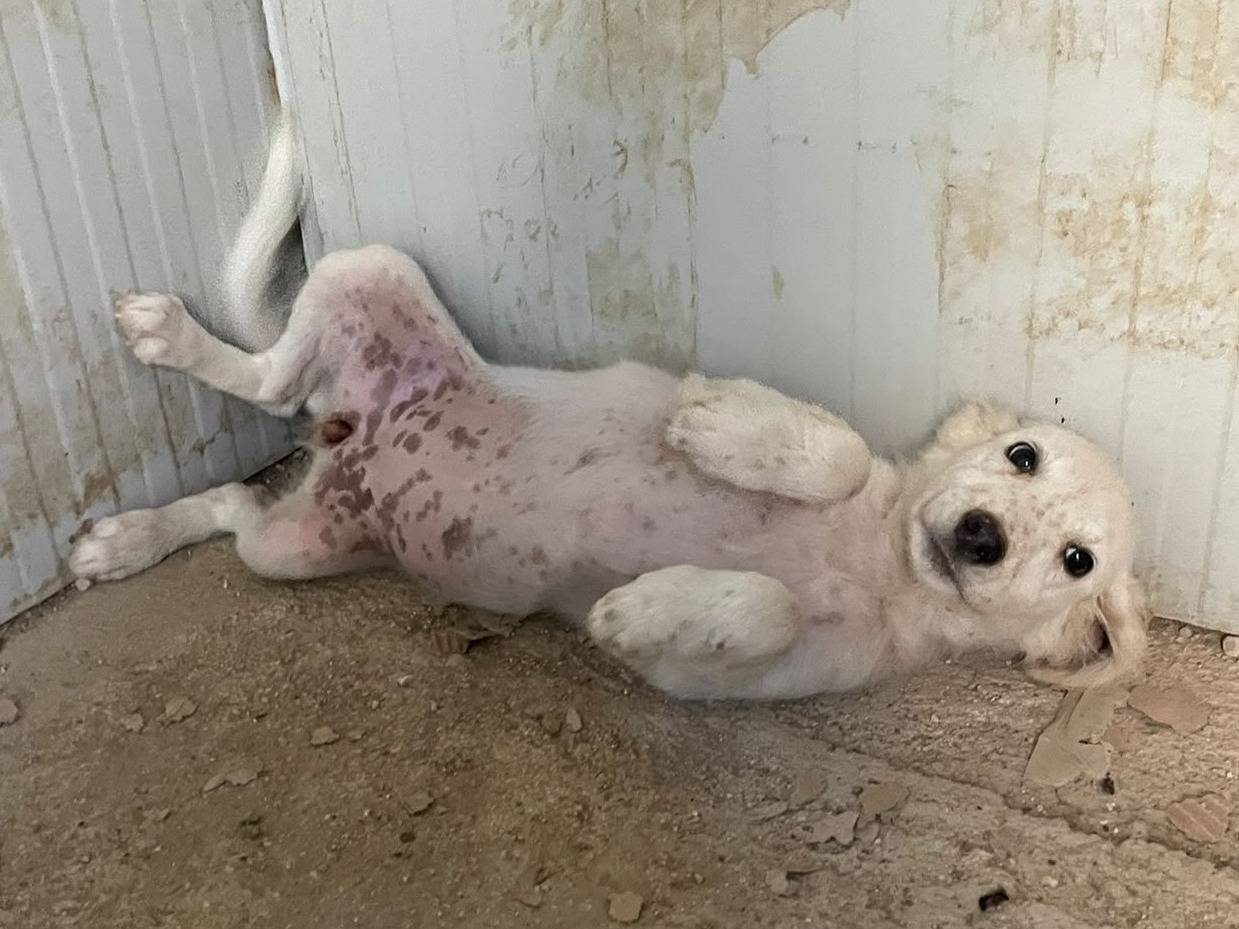 Adozione cane, femmina, Setter Inglese Razza sconosciuta, 3 mesi, taglia media, Frosinone