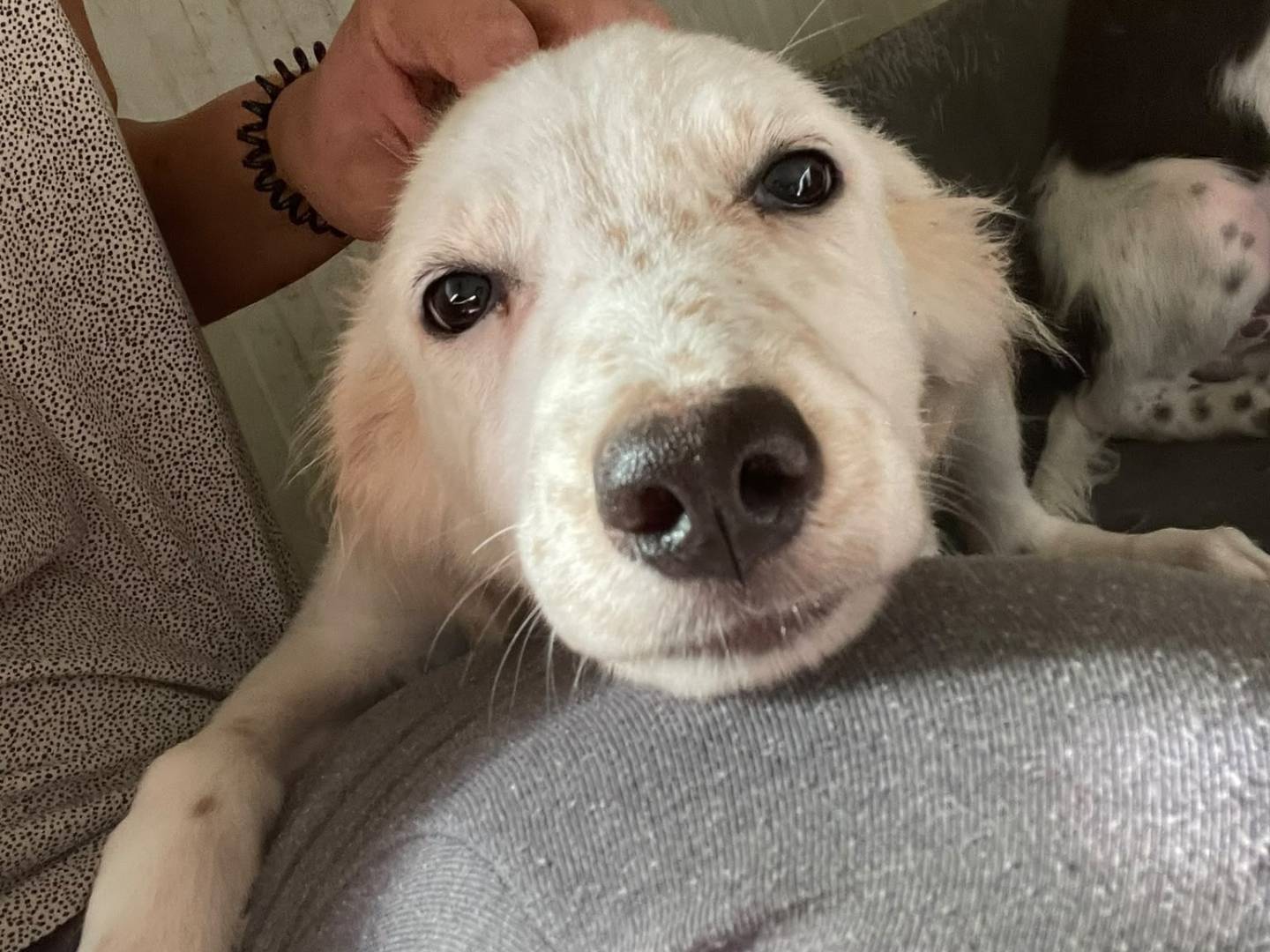 Adotta un cane, femmina, 3 mesi, Frosinone
