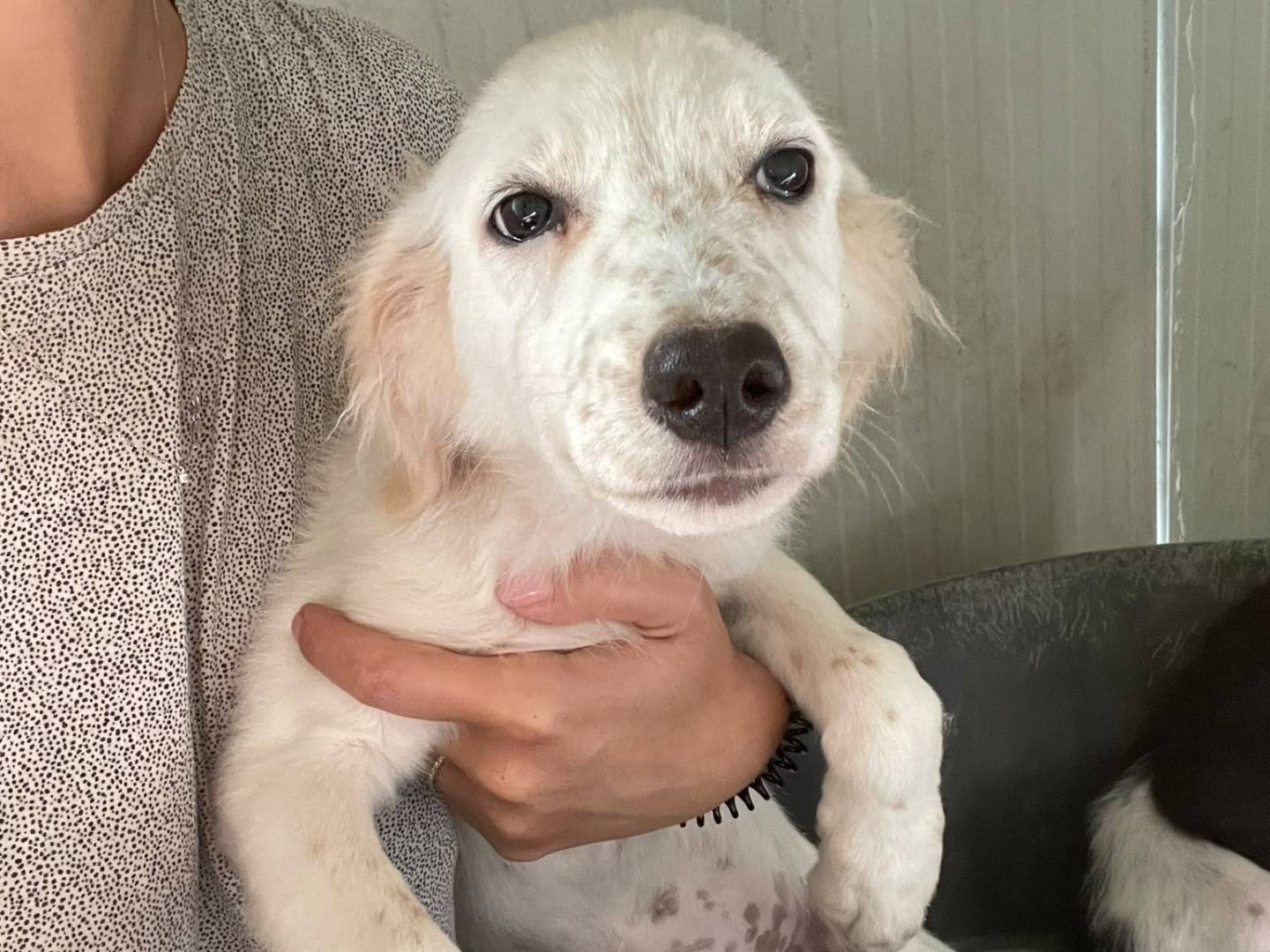 Adotta un cane, taglia media, femmina, Frosinone