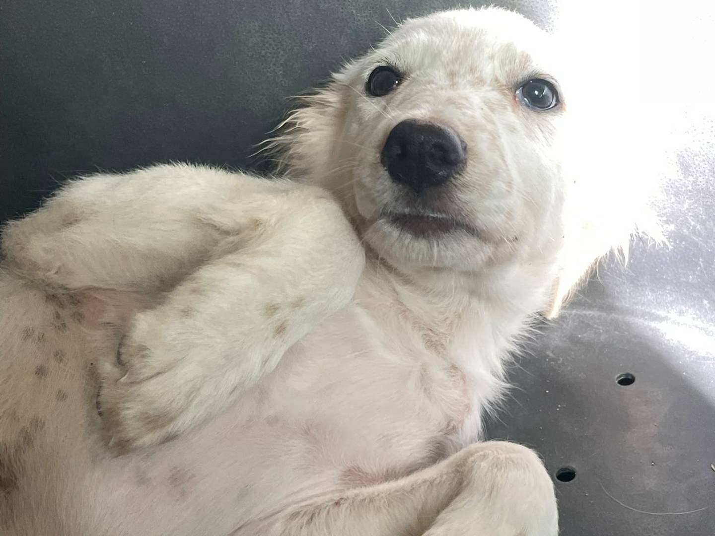Vuoi adottare un cane a Frosinone?