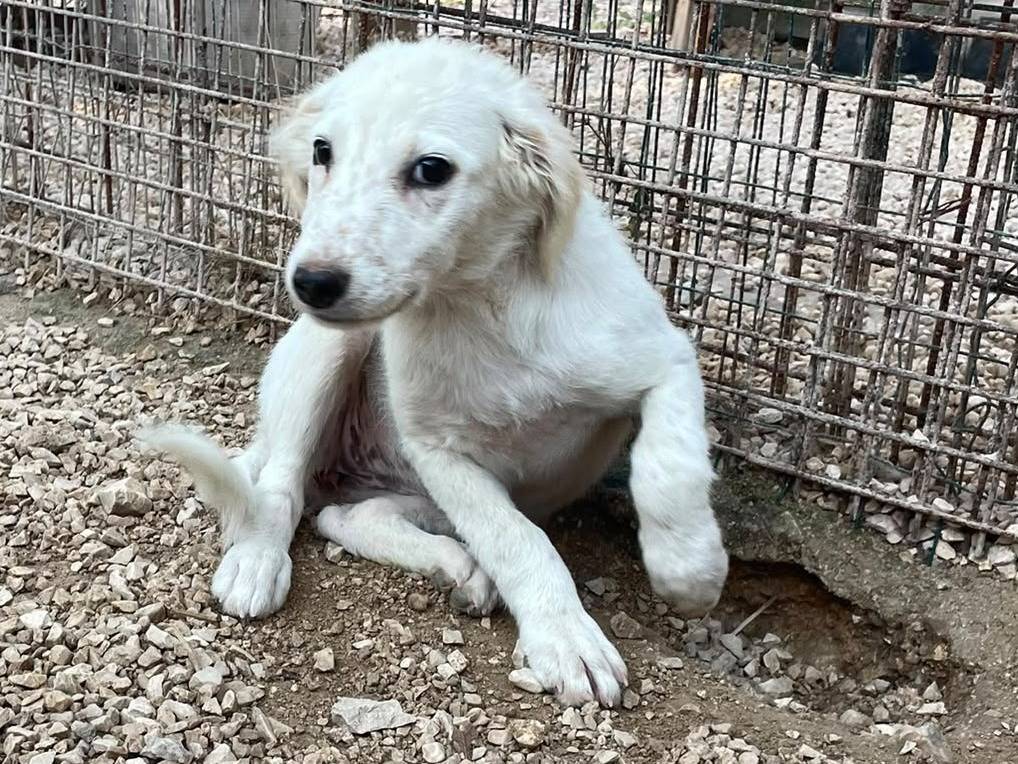 Adotta il cane BIANCA a Frosinone