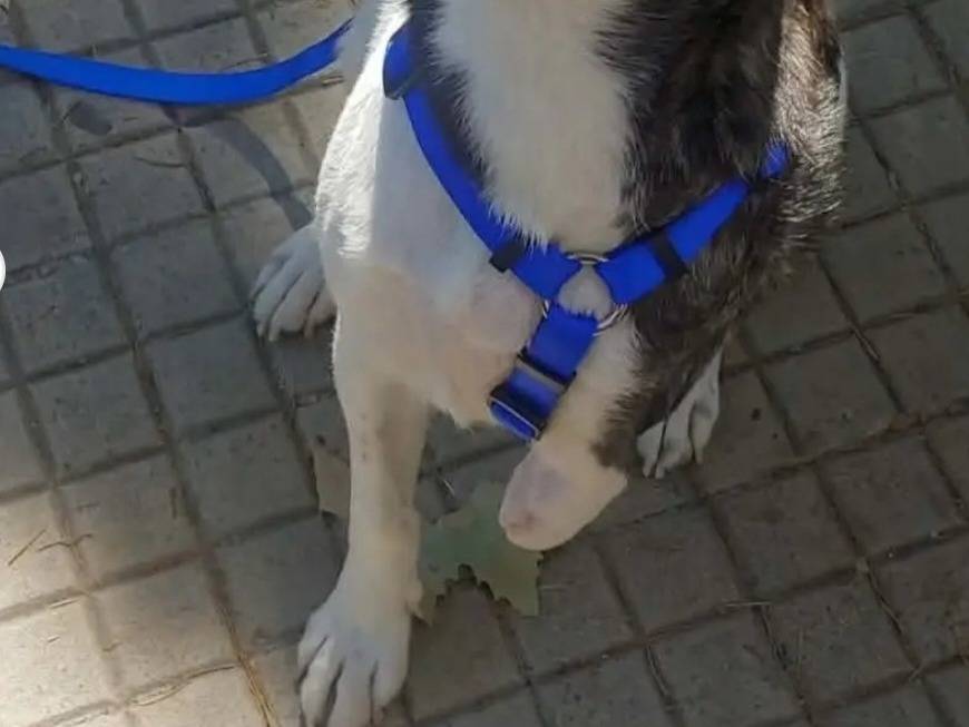 Adotta un cane, femmina, 3 anni e 4 mesi, Nuoro