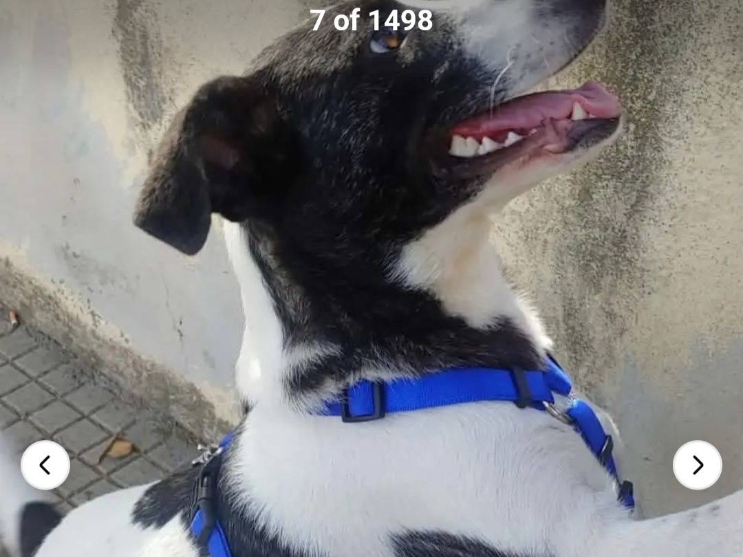Adotta un cane, taglia media contenuta, femmina, Nuoro