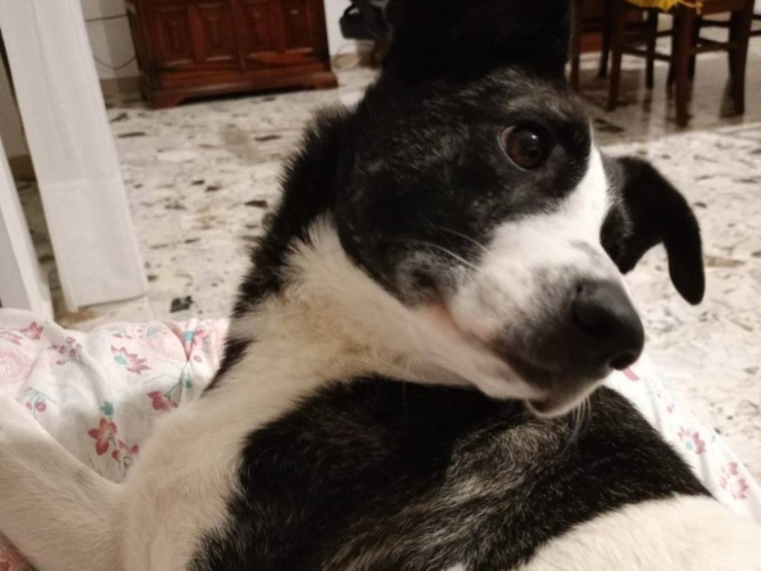 Vuoi adottare un cane a Nuoro?