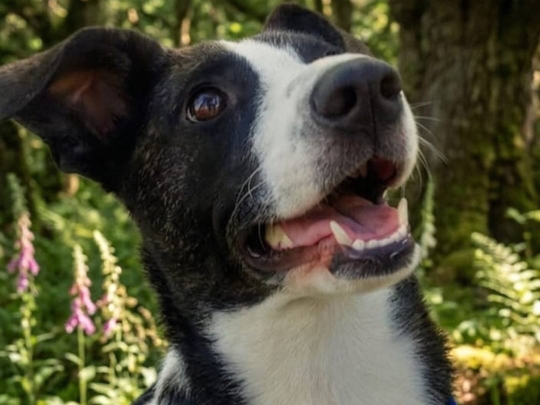 Adotta il cane Luce TRIPODE  a Nuoro