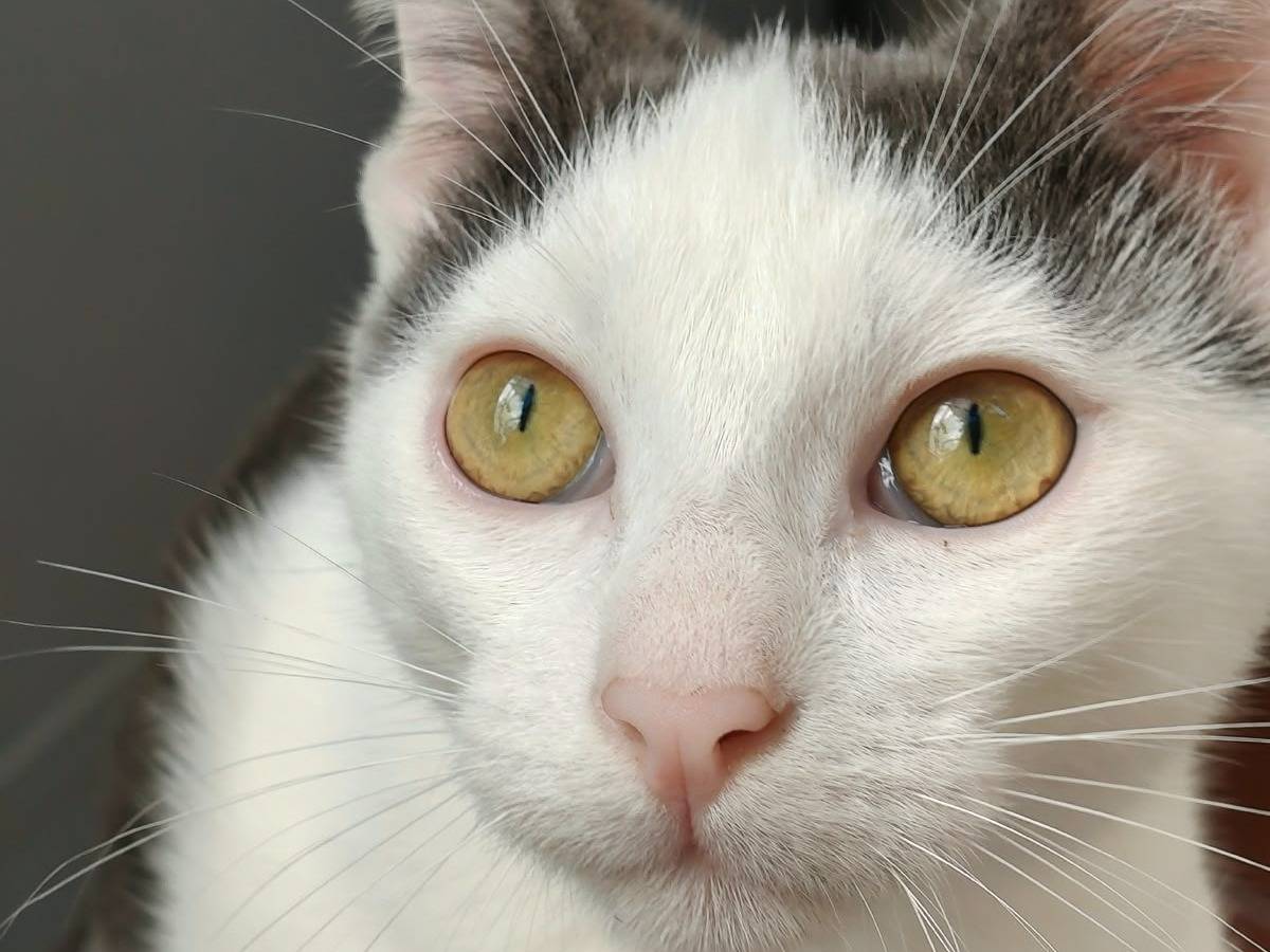 Adozione gatto, maschio, Razza sconosciuta Razza sconosciuta, 4 mesi, taglia non valida, Reggio