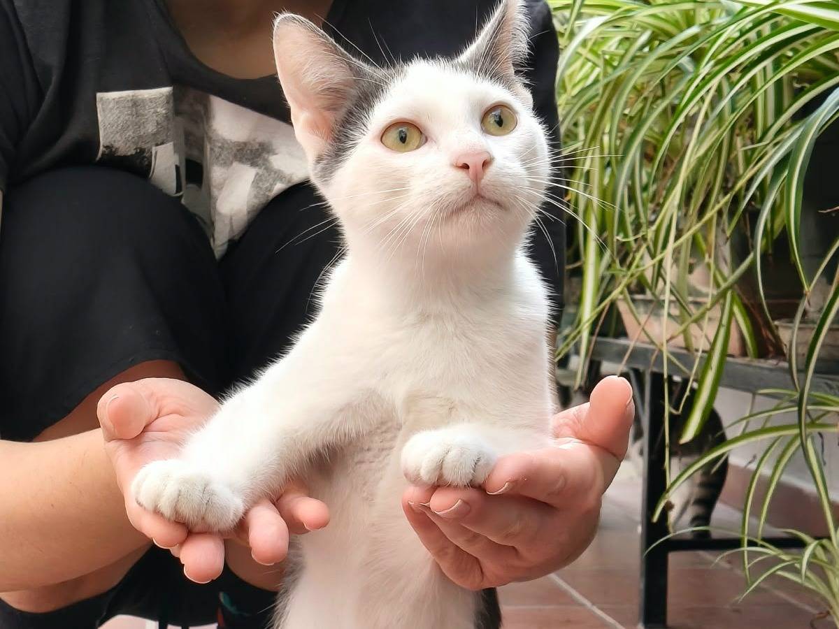 Adotta un gatto, maschio, 4 mesi, Reggio
