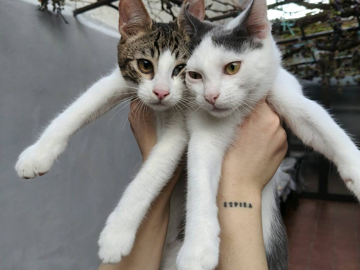 Adotta un gatto, taglia non valida, maschio, Reggio