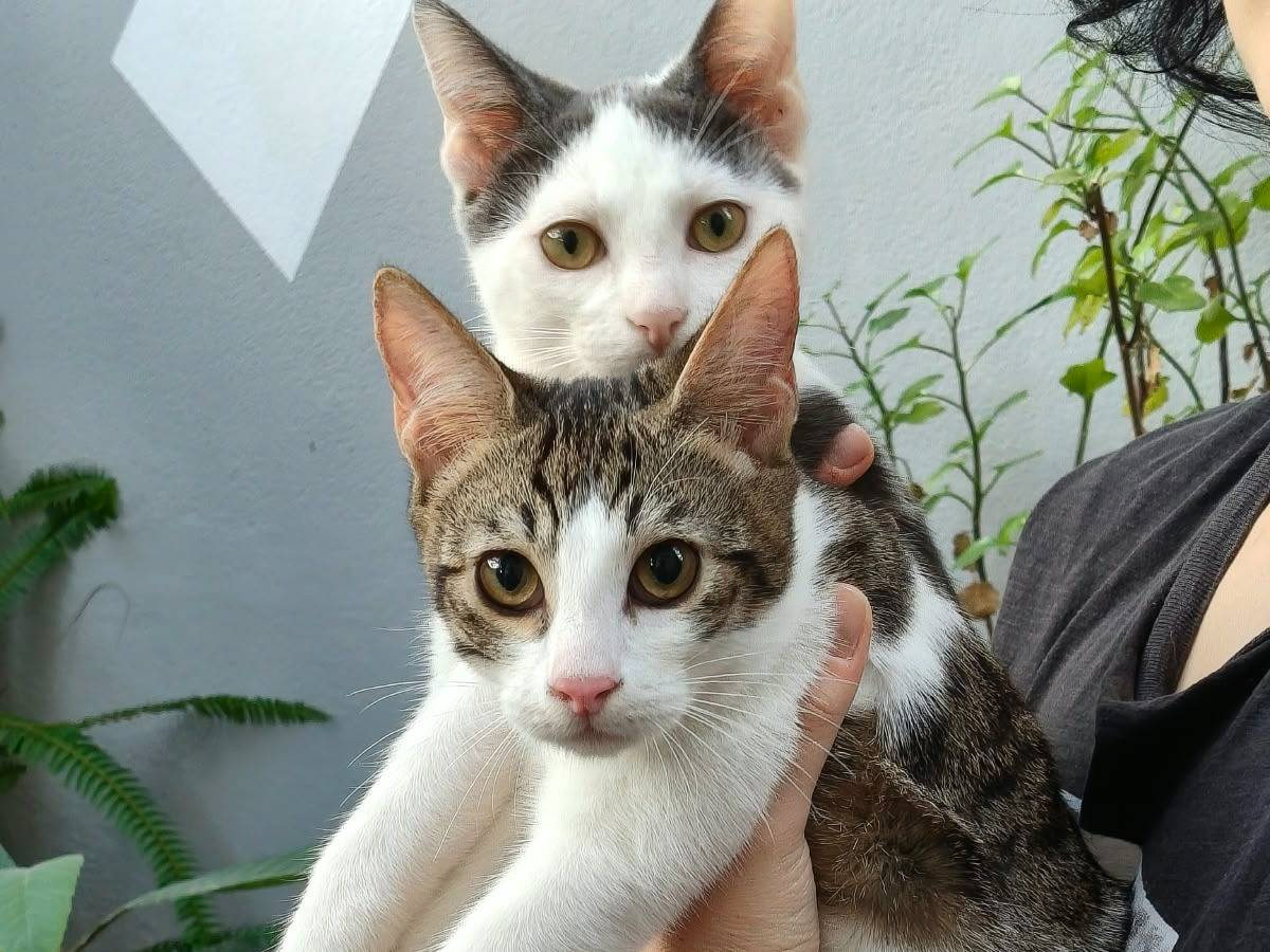Vuoi adottare un gatto a Reggio?