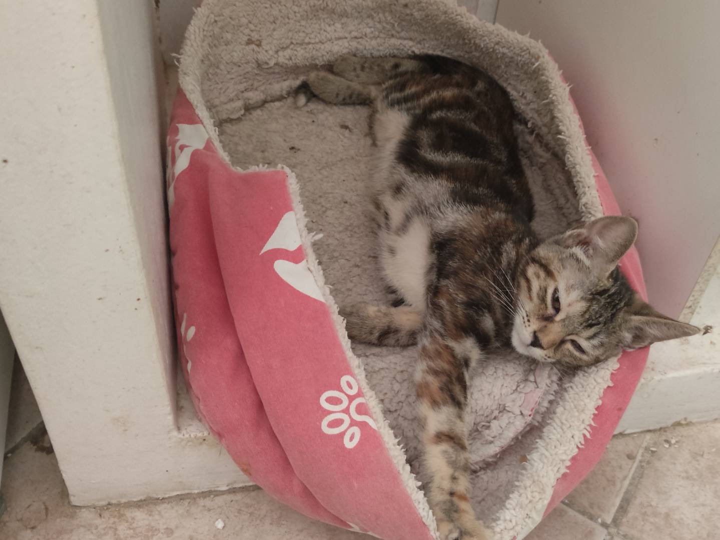 Adotta un gatto, femmina, 5 mesi, Viterbo