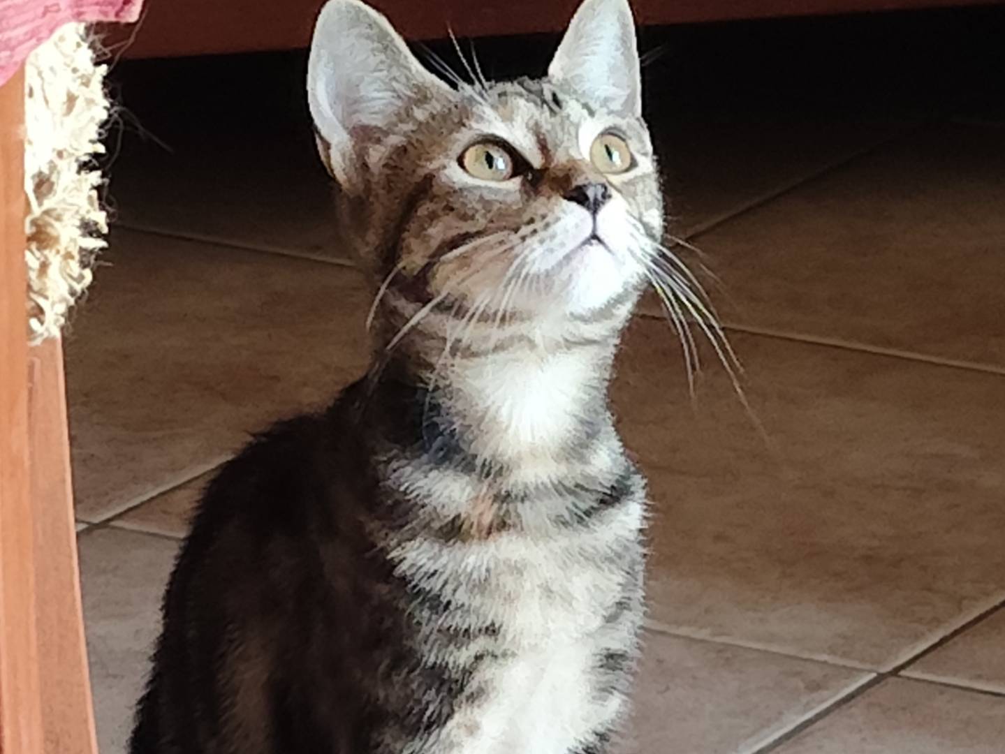 Adozione gatto, femmina, Razza sconosciuta Razza sconosciuta, 5 mesi, taglia non valida, Viterbo