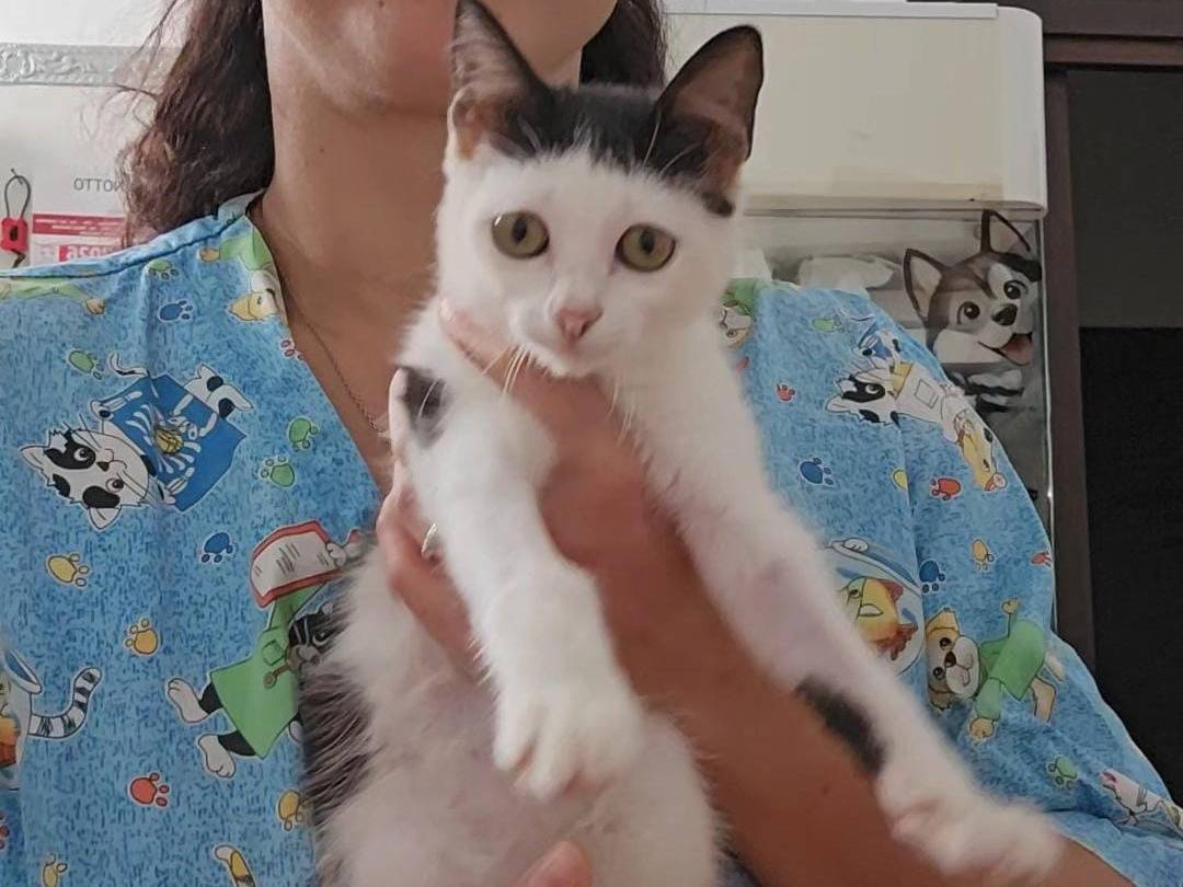 Adotta un gatto, femmina, 4 mesi, Trapani