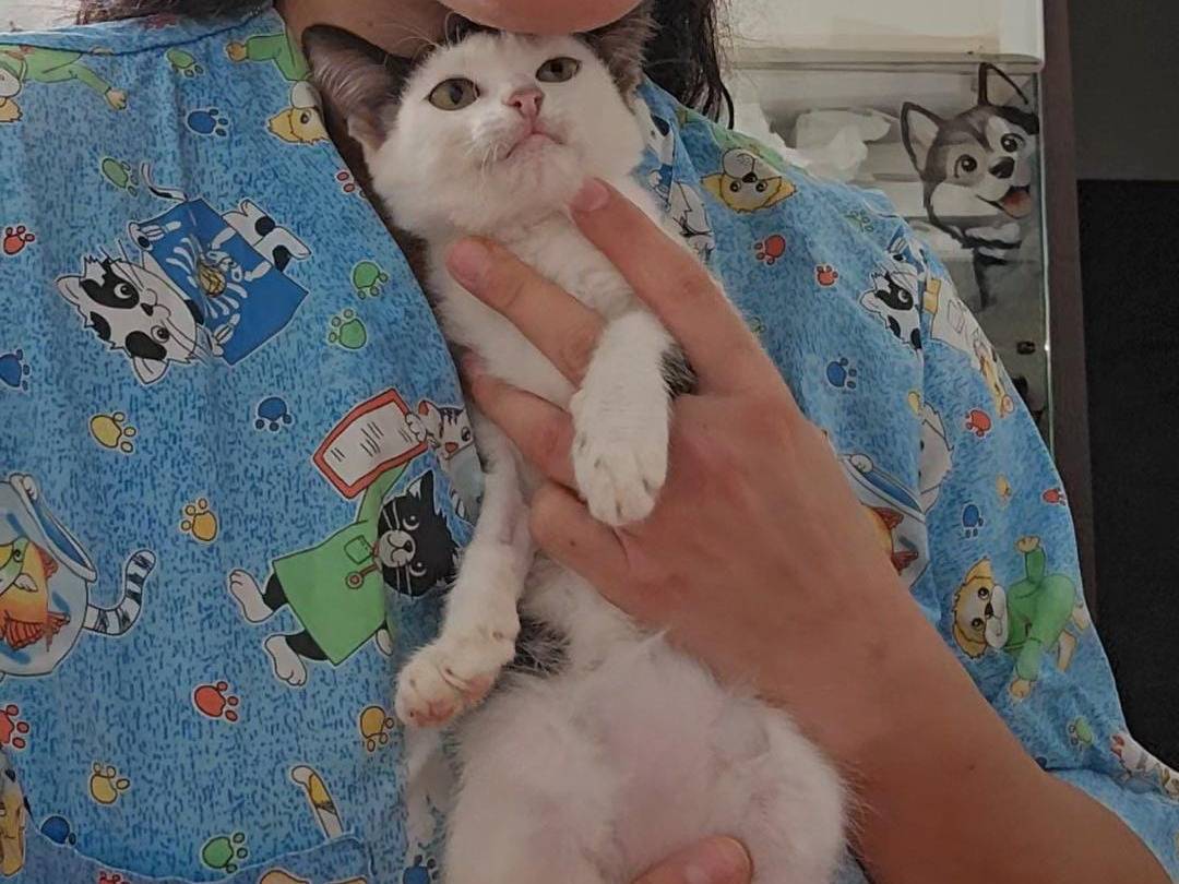 Adotta un gatto, taglia non valida, femmina, Trapani