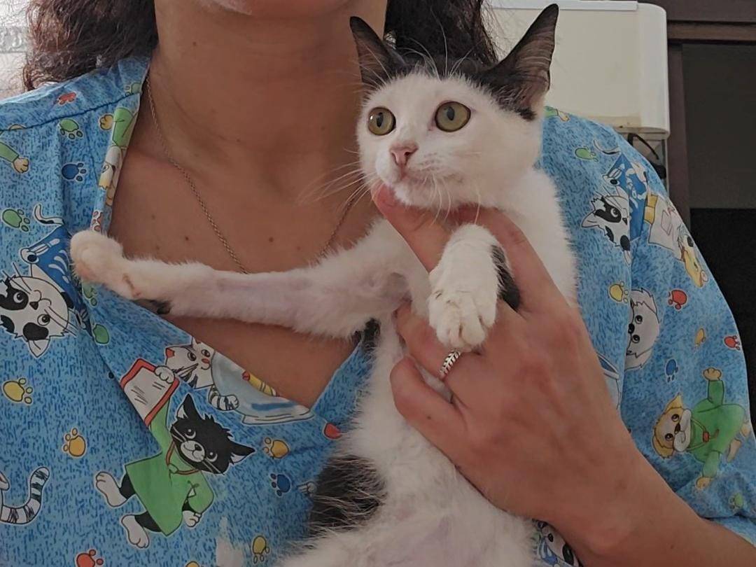 Vuoi adottare un gatto a Trapani?