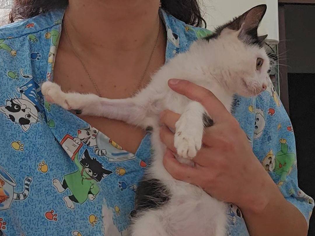 Adotta il gatto Doroty a Trapani