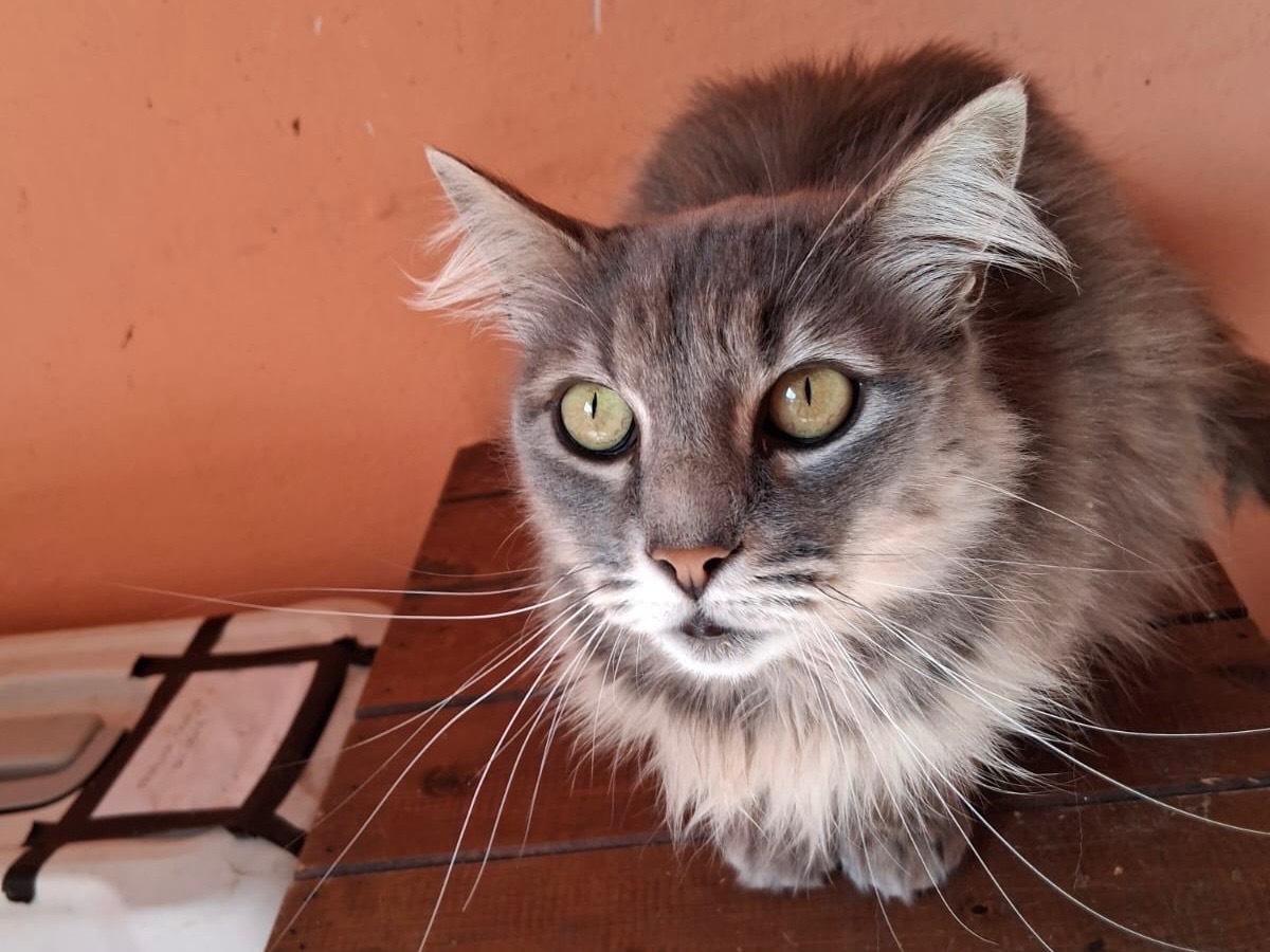 Adozione gatto, femmina, Siberiano Razza sconosciuta, 4 anni e 2 mesi, taglia non valida, Roma