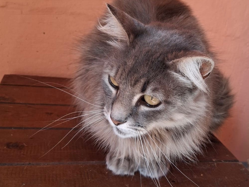 Adotta un gatto, femmina, 4 anni e 2 mesi, Roma
