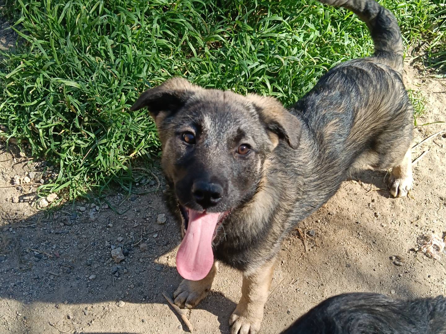 Adozione cane, femmina, Razza sconosciuta Razza sconosciuta, 9 mesi, taglia grande, Catanzaro