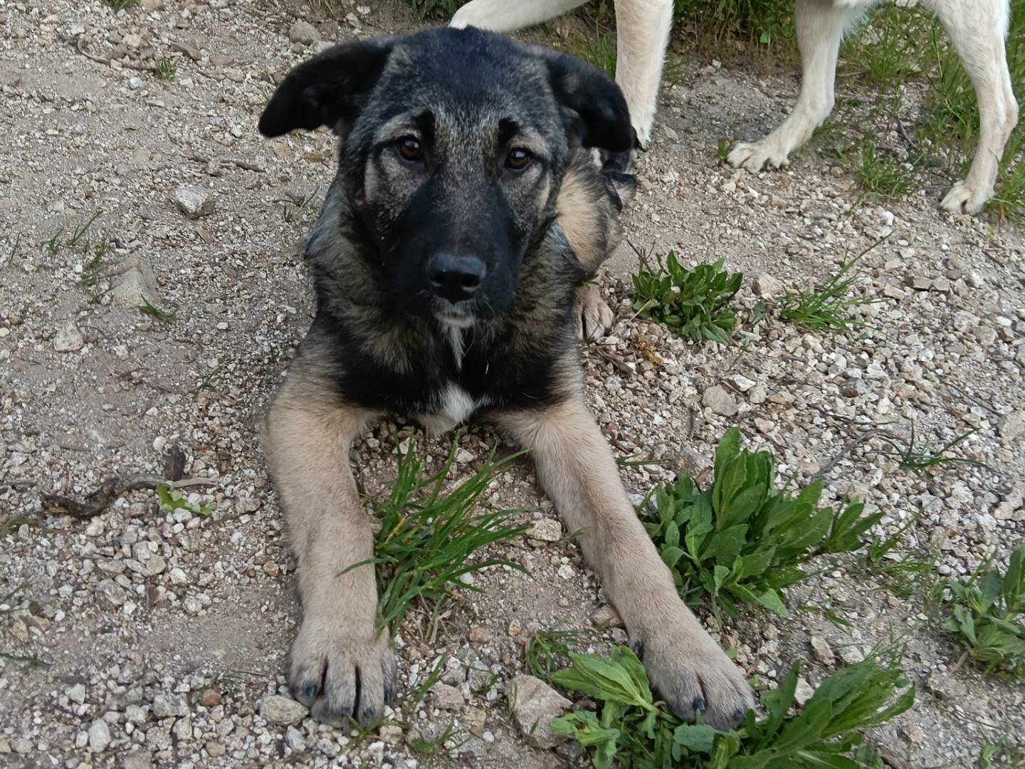 Adotta un cane, femmina, 9 mesi, Catanzaro