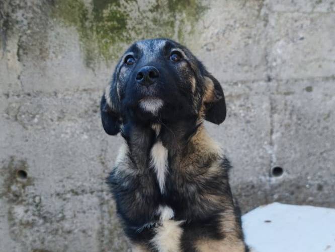 Adotta un cane, taglia grande, femmina, Catanzaro