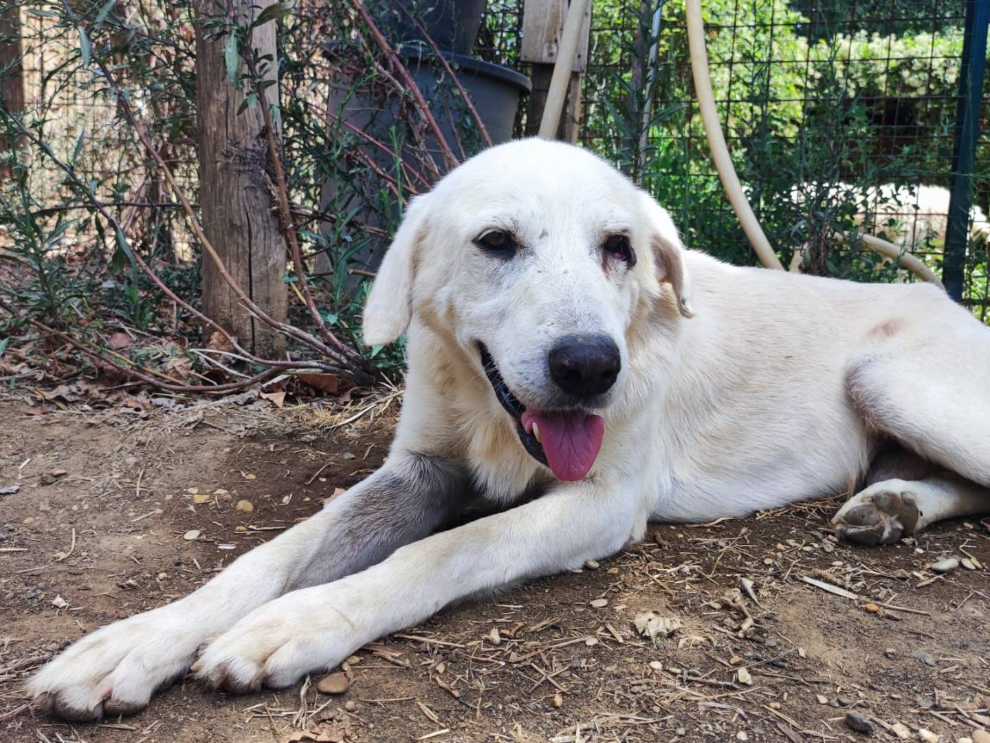 Adozione cane, maschio, Razza sconosciuta Razza sconosciuta, 4 anni e 1 mese, taglia grande, Roma