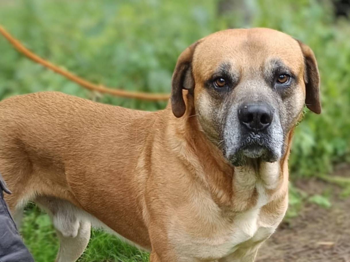 Adozione cane, maschio, Corso Razza sconosciuta, 5 anni e 11 mesi, taglia grande, Brescia