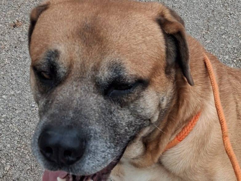 Adotta un cane, maschio, 5 anni e 11 mesi, Brescia