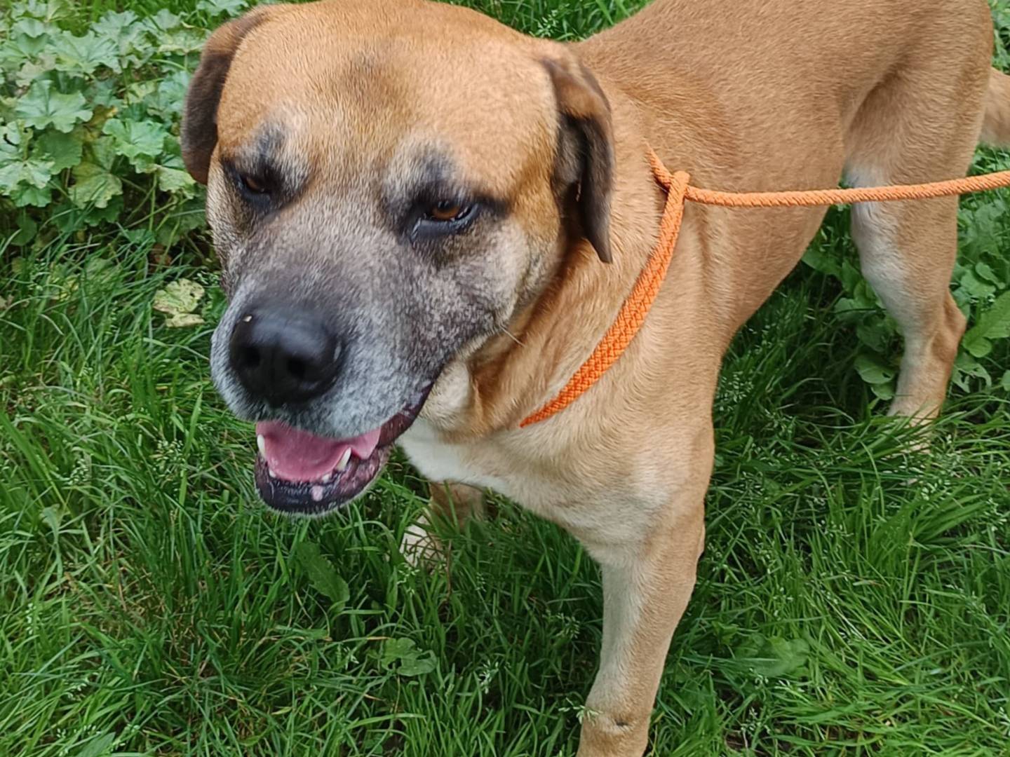 Adotta un cane, taglia grande, maschio, Brescia