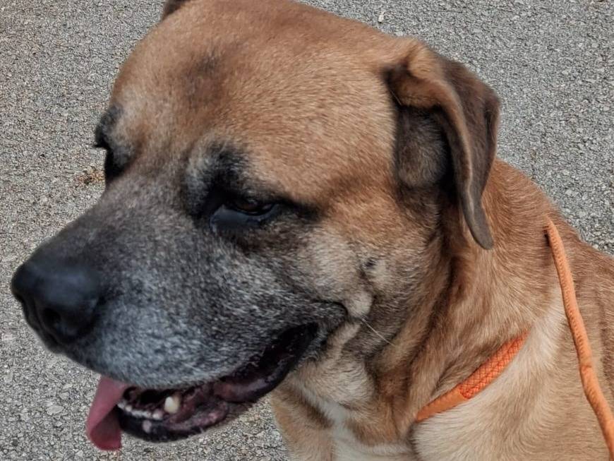 Vuoi adottare un cane a Brescia?