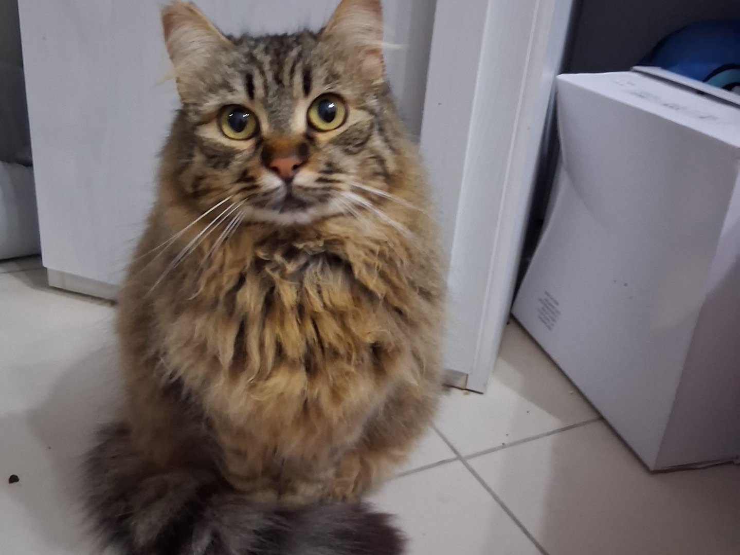Adozione gatto, femmina, Siberiano Razza sconosciuta, 3 anni e 2 mesi, taglia non valida, Roma