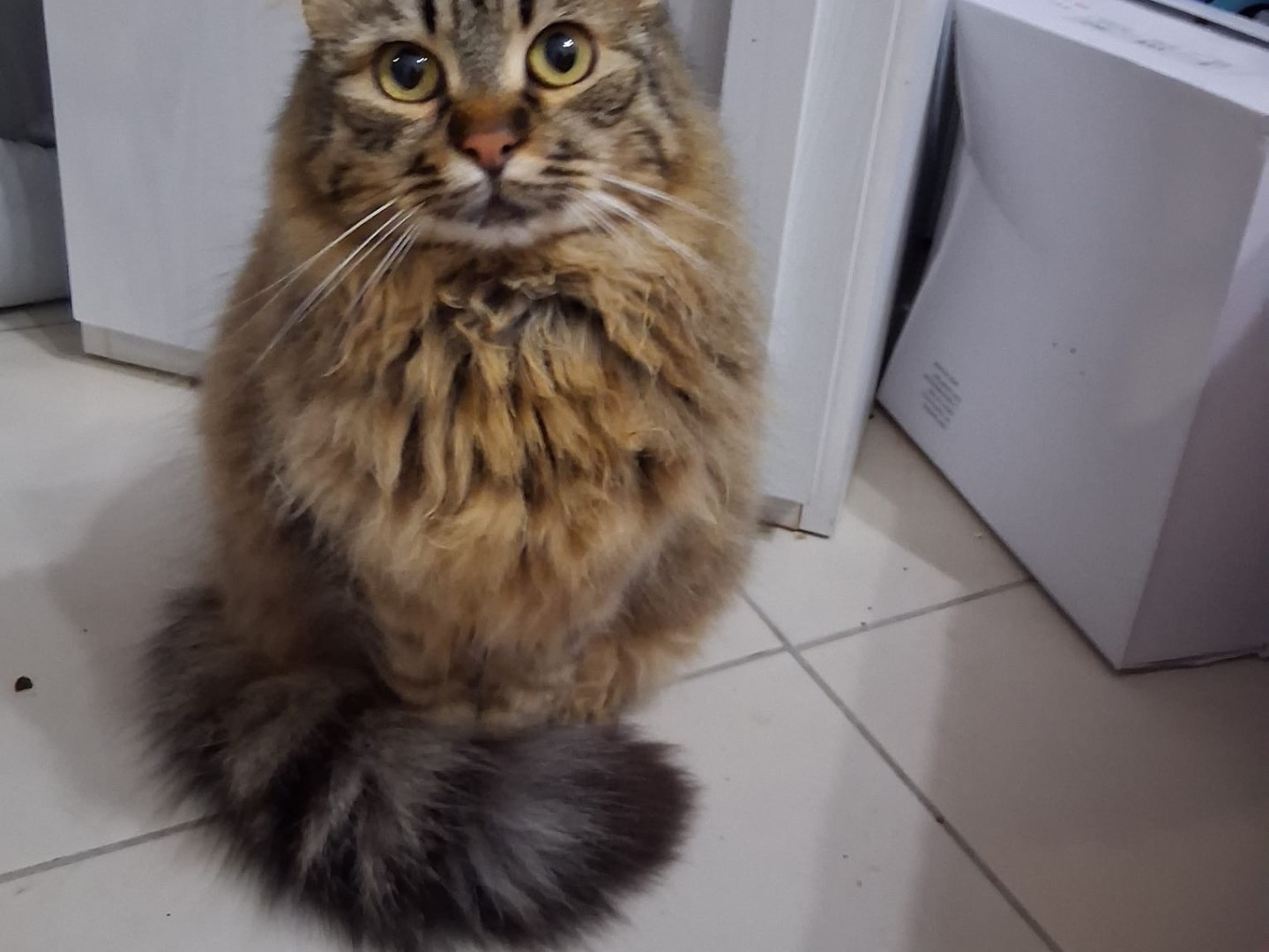Adotta un gatto, femmina, 3 anni e 2 mesi, Roma