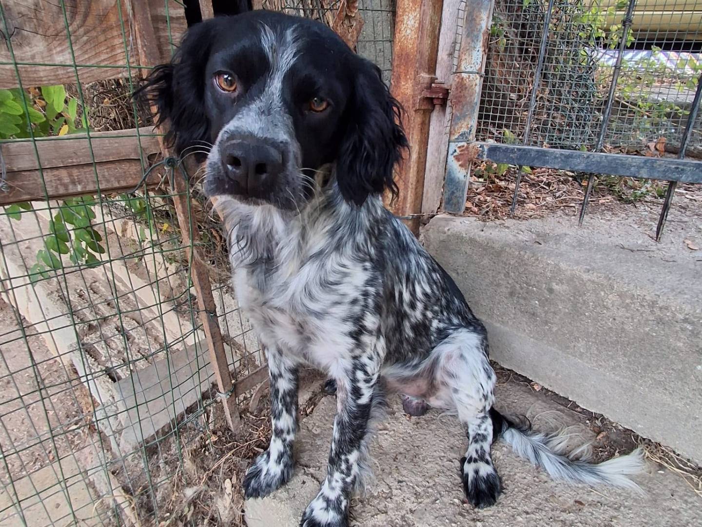 Adotta un cane, maschio, 1 anno e 4 mesi, Chieti