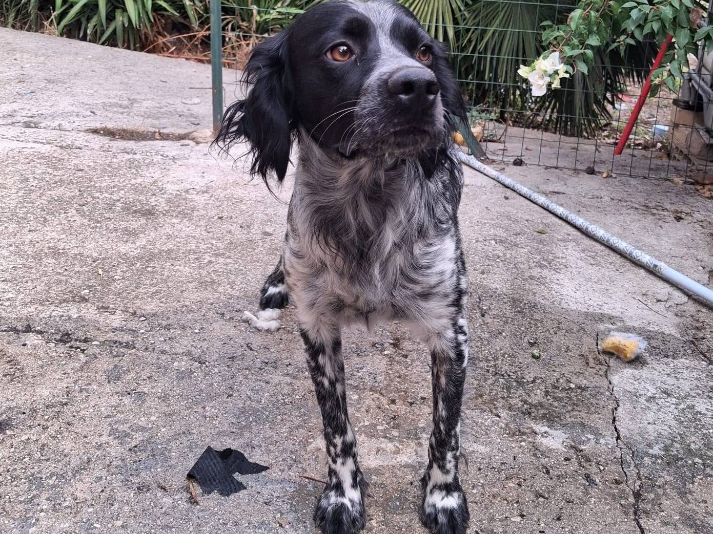 Adotta il cane PONGO a Chieti