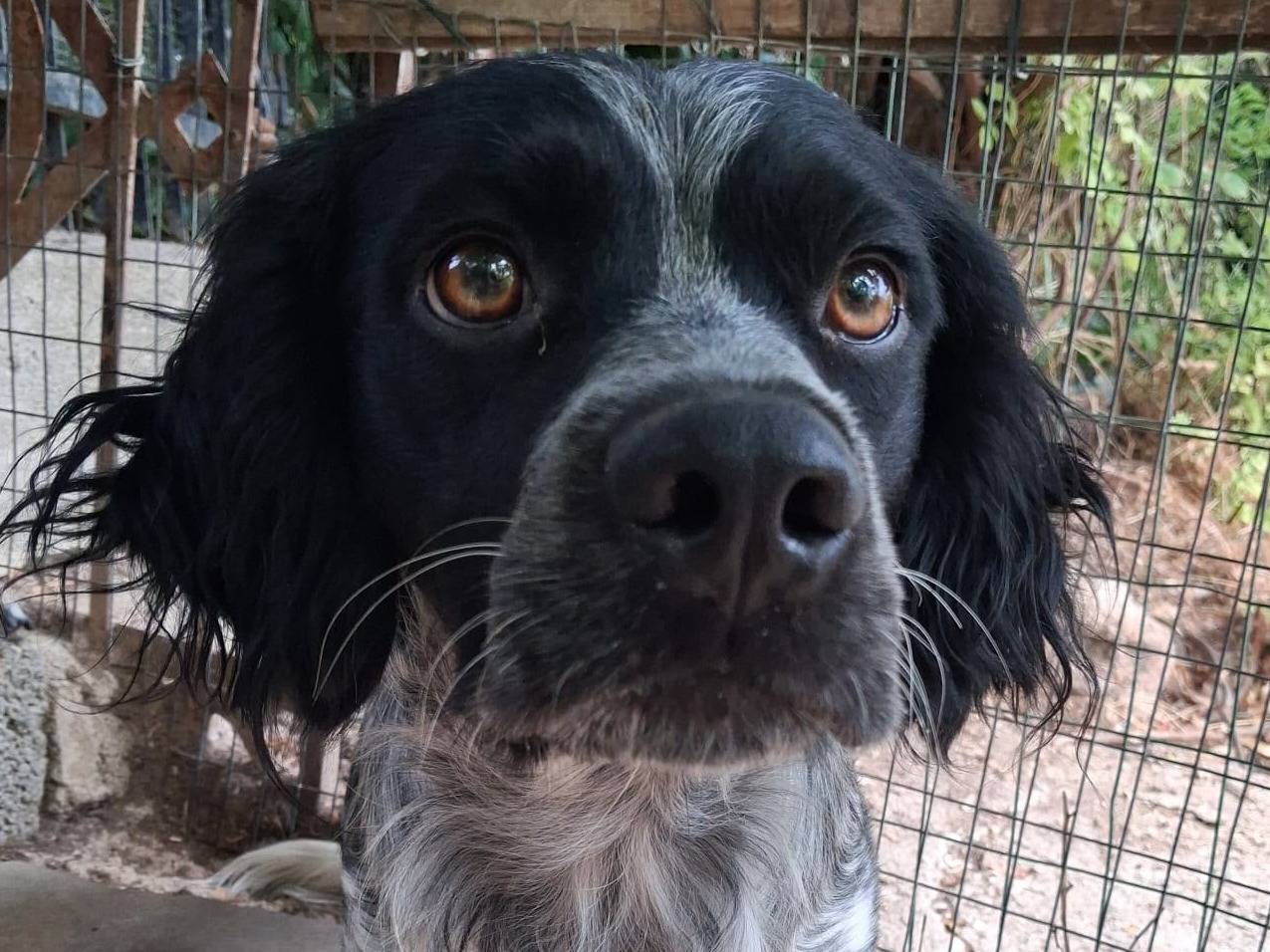 Adotta un cane, taglia media contenuta, maschio, Chieti