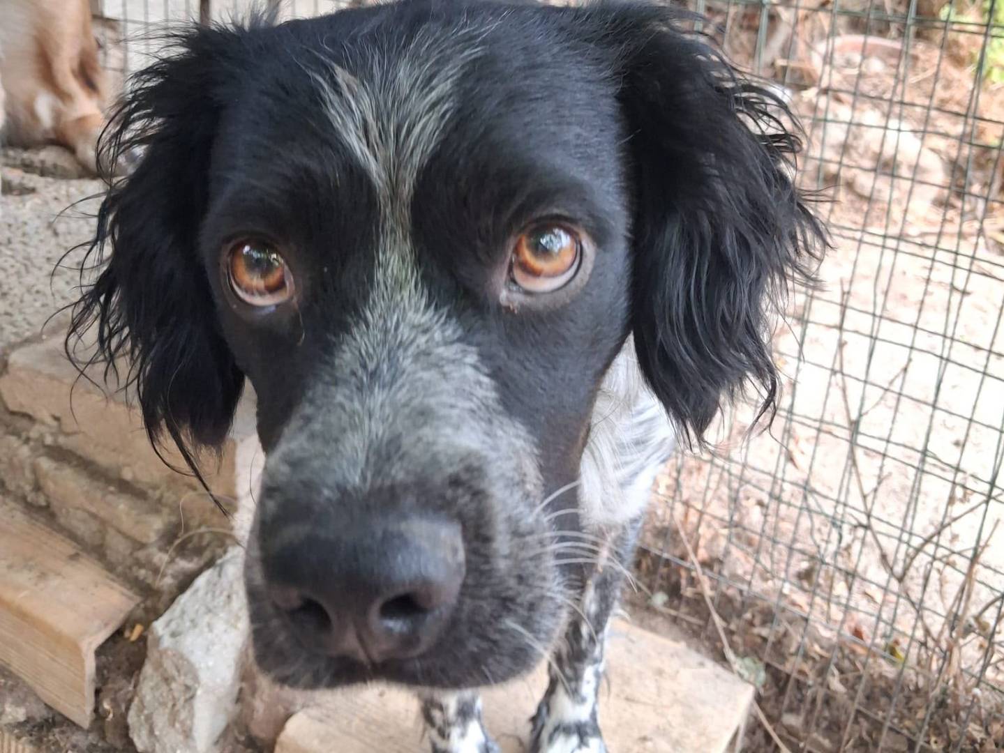 Vuoi adottare un cane a Chieti?