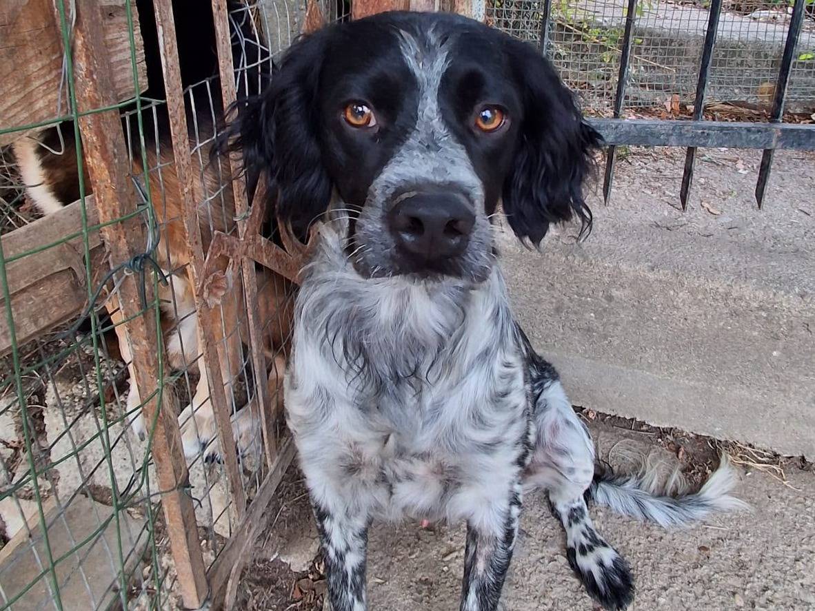 Adozione cane, maschio, Razza sconosciuta Razza sconosciuta, 1 anno e 4 mesi, taglia media contenuta, Chieti